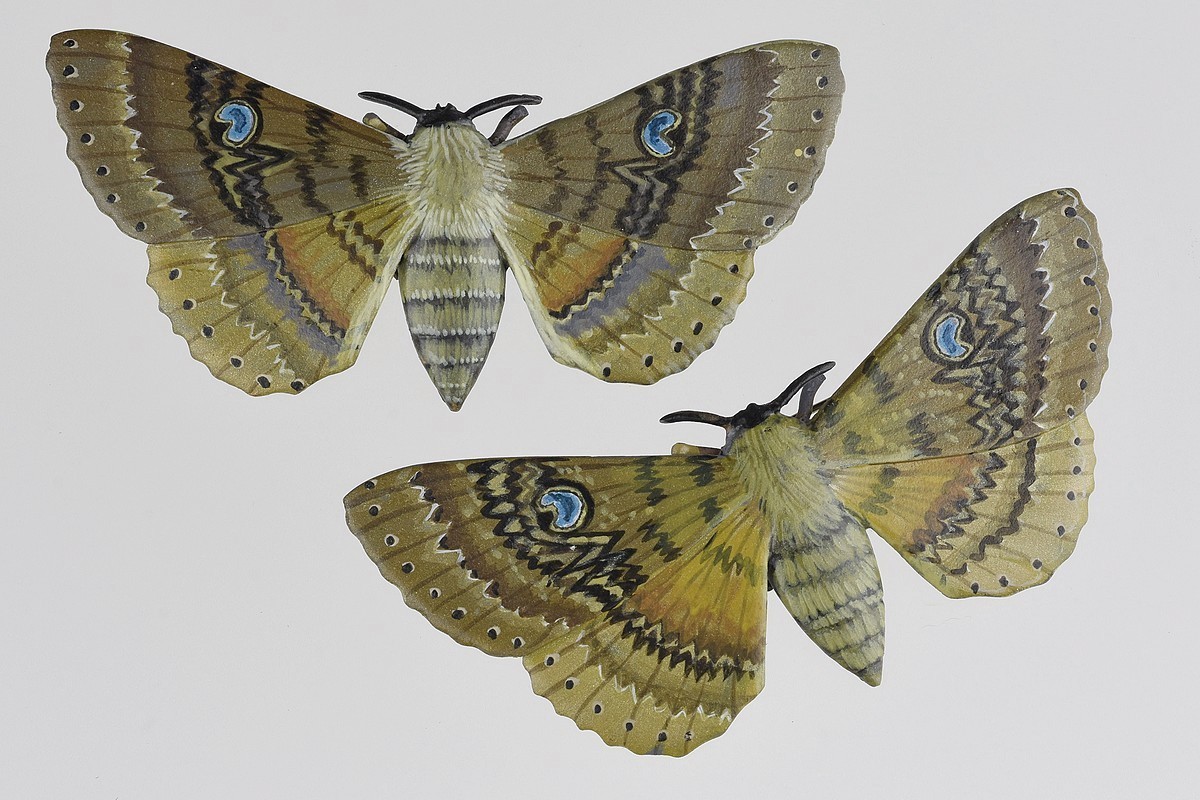 Tania Patterson, Peacock Moth Brooches Tania Patterson, Peacock Moth Brooches