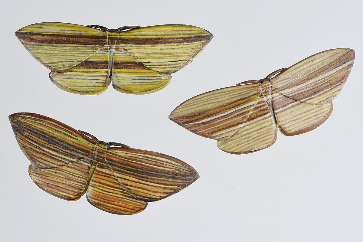 Tania Patterson, Cabbage Tree Moth Brooches Tania Patterson, Cabbage Tree Moth Brooches