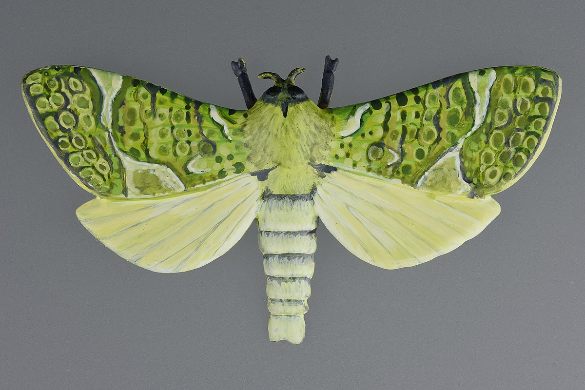 Tania Patterson, Puriri Moth Brooch Tania Patterson, Puriri Moth Brooch